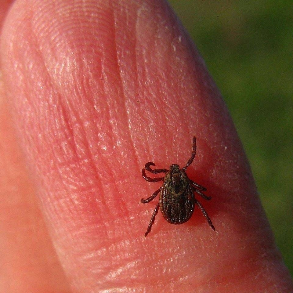 Все про клещей. Иксодового (лесного) клеща. Европейский Лесной клещ (Ixodes Ricinus).